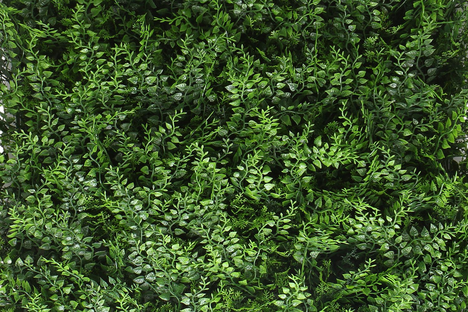 Bregne — product photo 2