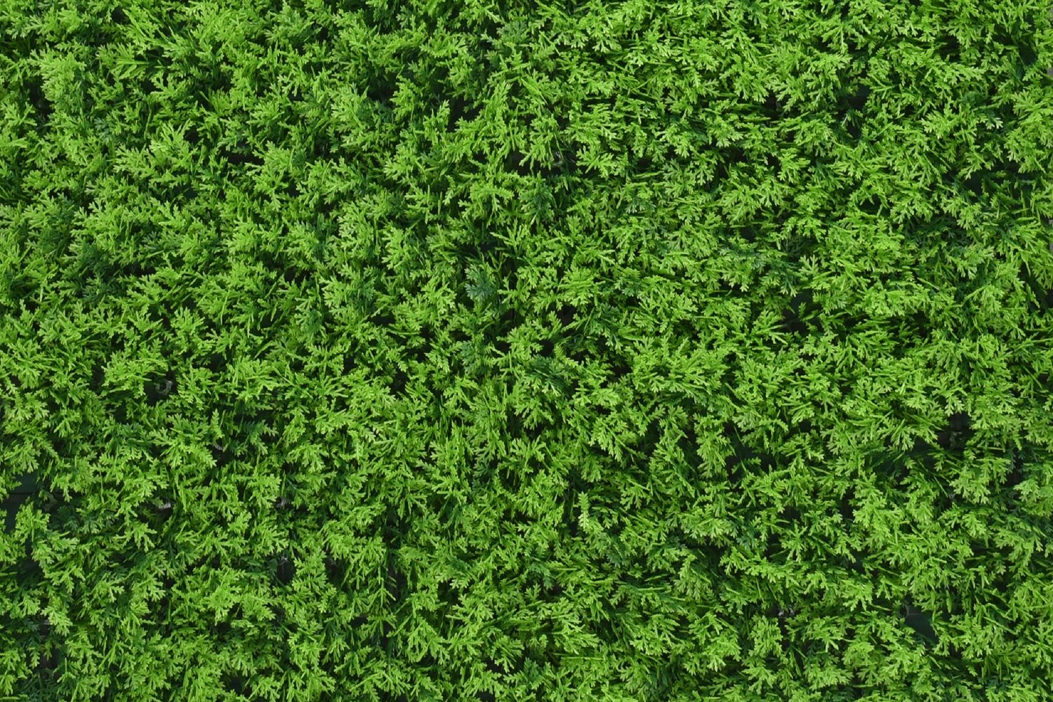 Cypres — product photo 2