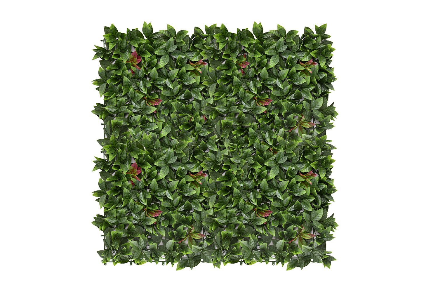 Laurbær — product photo 1