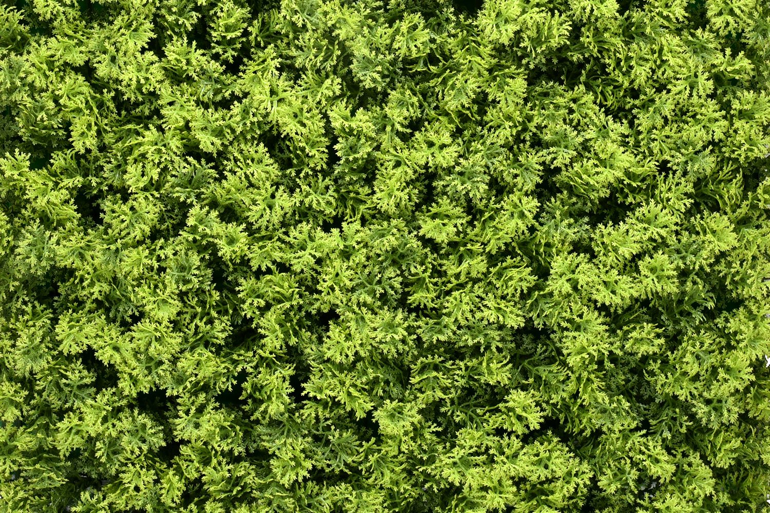 Ravnemos — product photo 2